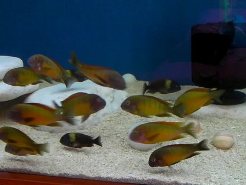 TROPHEUS İLANGİ YELLOW-6 (Kemal ERTEN)