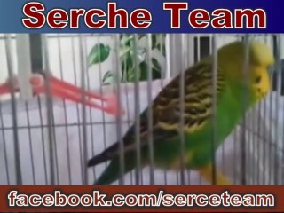 Kuş Beyinli Derken Bidaha Düşünün Kuş Beyinsizler Mi ?