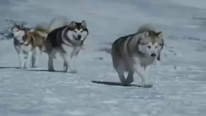 Farid Farjad - Doğal Kardeşlik