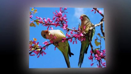 Ai Lên Xứ Hoa Đào - Hà Thanh [HD720]