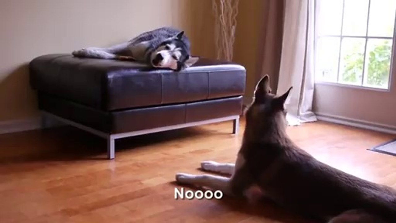 Talking Dogs Argue