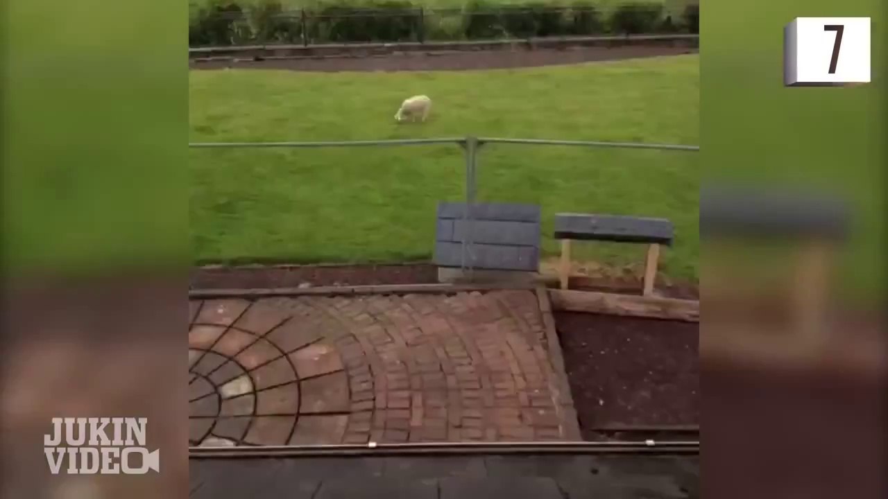 FUNNY GOAT - 2014