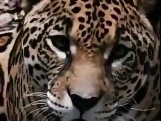 Jaguarın timsah avı