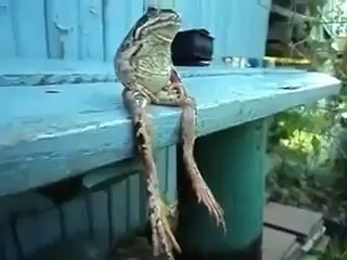 FROG SITTING ON A BENCH LIKE A HUMAN