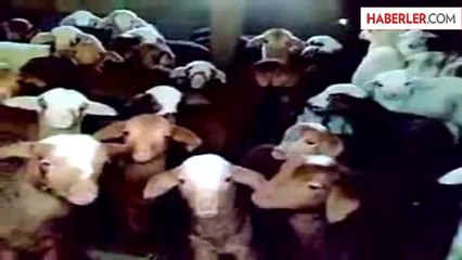 Dünyanın En Sevimli Korosu