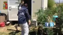 Ardea (Roma) - Coltivava marijuana per curarsi il morbo di Chron. 3 arresti (31.05.14)