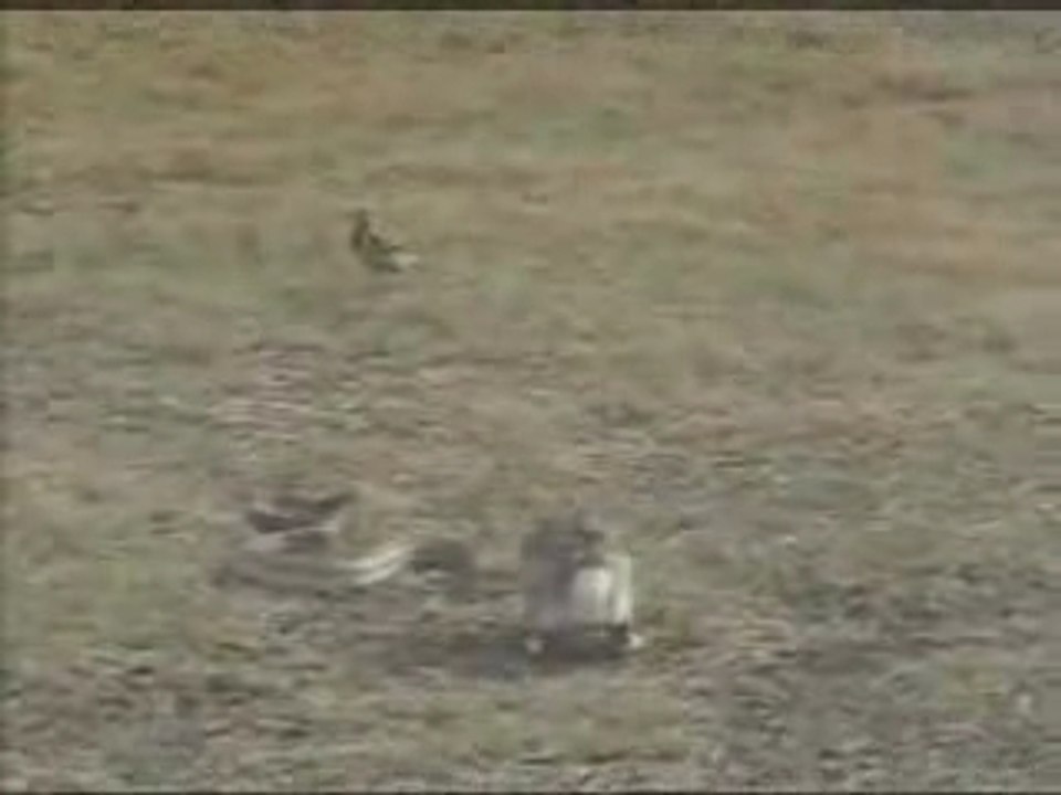 Lapin joueur qui embète-serpent