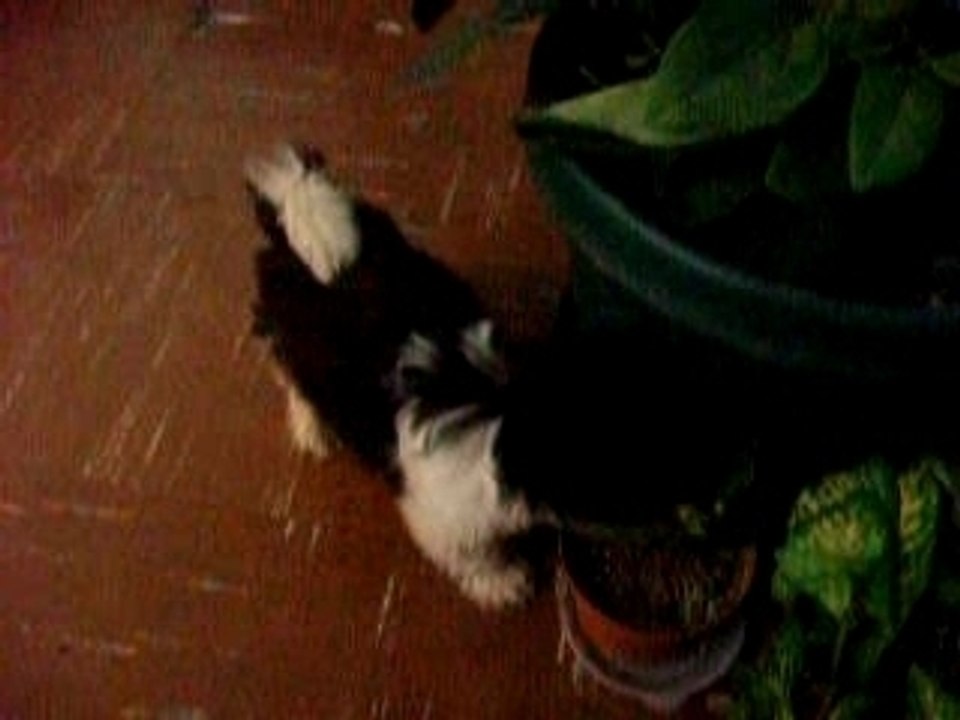 Mi Perrito Matias Ariel