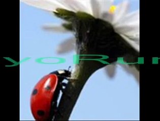 Bestami KoRkmaz - GidiyoRum ___NiLKaRa___