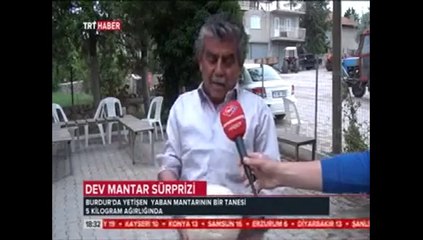 TRT_DEV MANTARLAR ŞAŞIRTIYOR