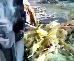 Making of Traditional Sugar (Gurr) from Sugarcane in Pakistan