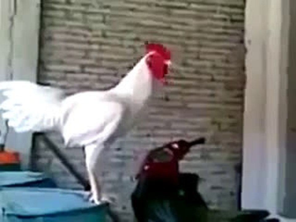 FUNNY COCK