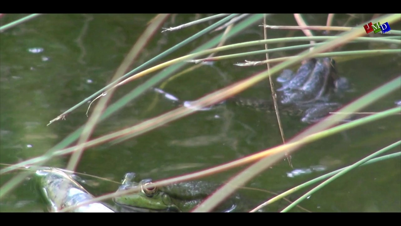 Nature juin 2014