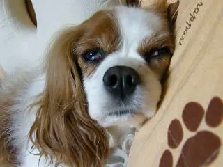 Dog snoring is noisy