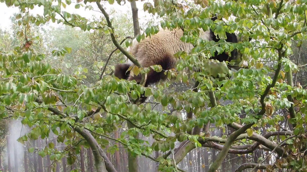 Acrobaties de Hoa Hoa (Pairi daiza) 30/5/14