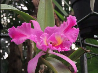 Nature Photography - Flowers (Part 3)