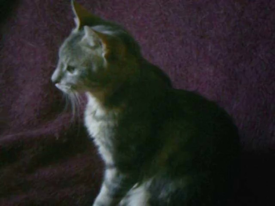 jack