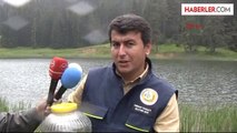 Karabük'te Yangın Göletine 20 Bin Alabalık Bırakıldı