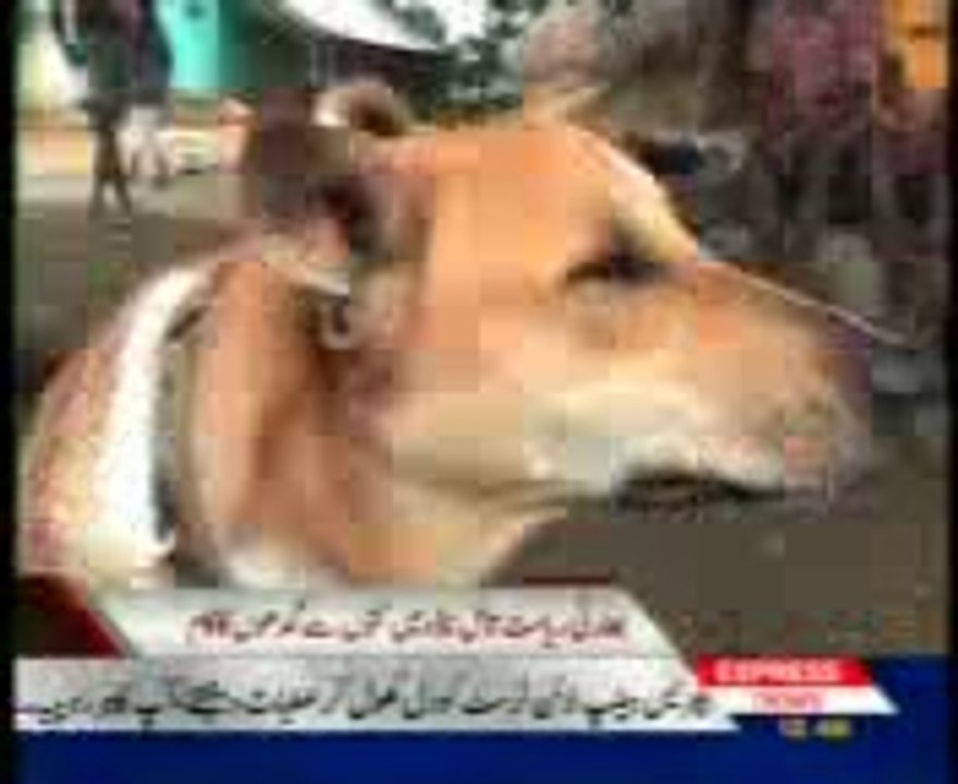 Travel Through Dog