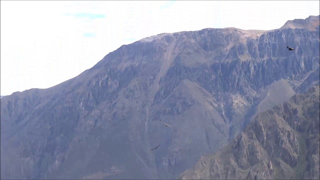 Condors en vol