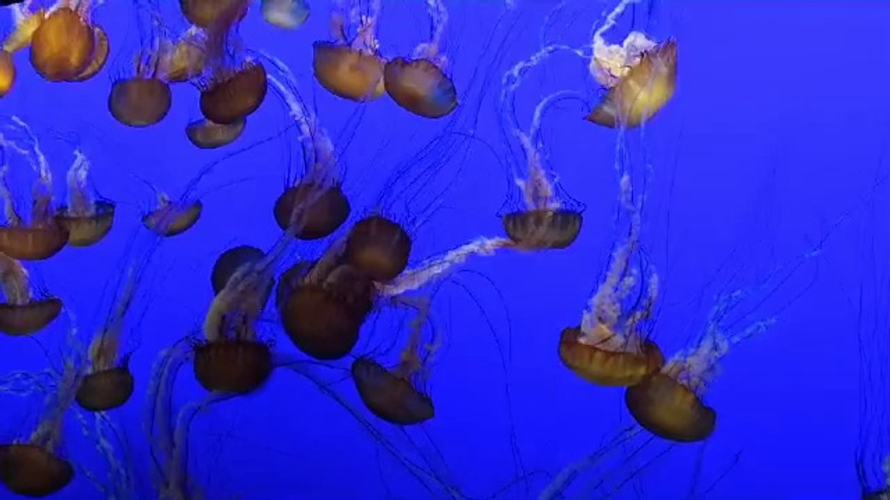 hallucinantes méduses