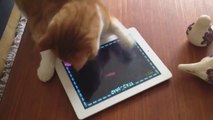 Funny Cats Compilation - Funny Cat Videos Ever- Funny Videos - Funny Animals Funny Animal Videos 12(1)