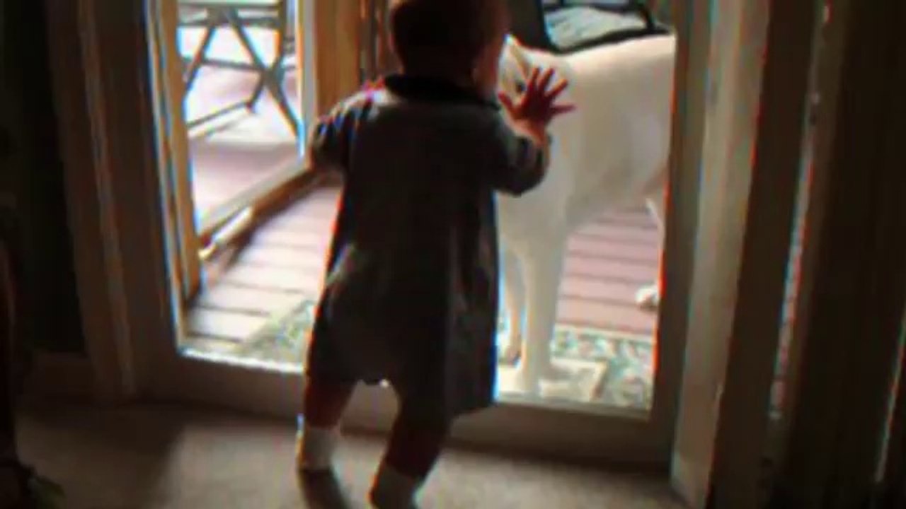 Cute Dogs And Adorable Babies Compilation