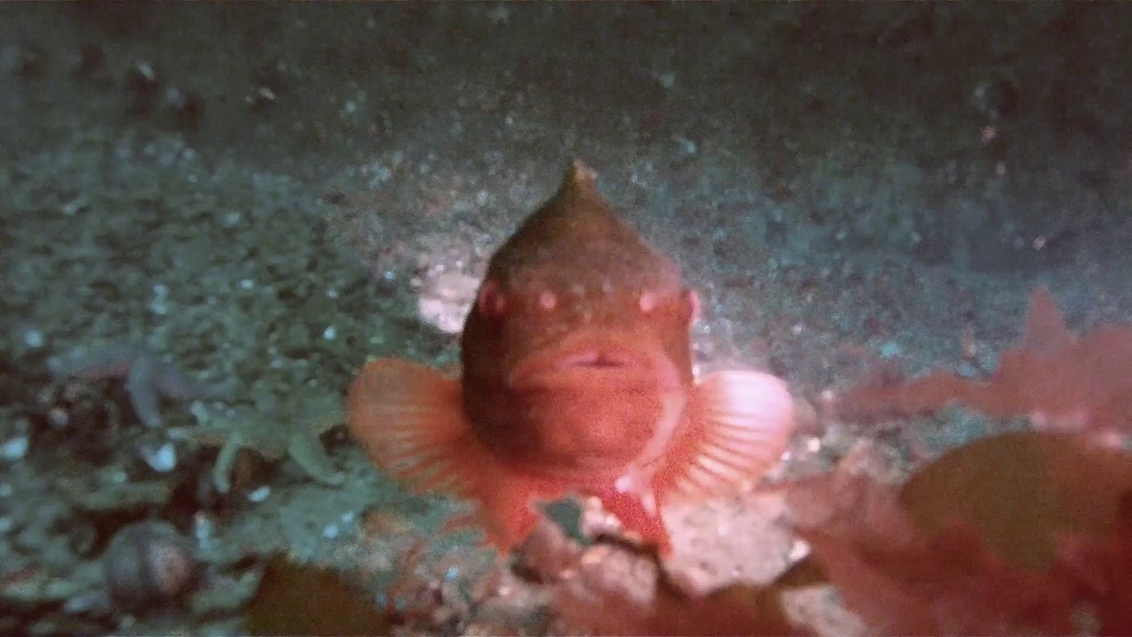 Bootsfahrt zum Docktor