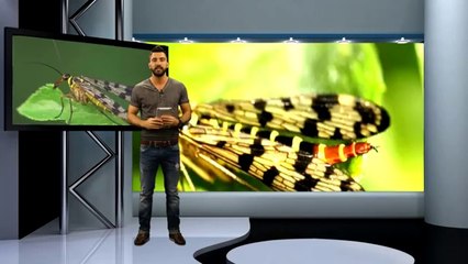 50 milyon yıllık bir akrep sineği fosili bulundu-Harika Bilim