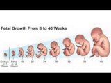 1 weeks Pregnant -fetal development