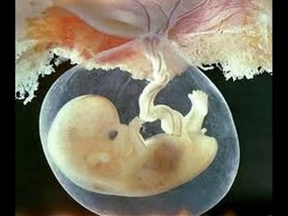 3 weeks Pregnant -fetal development