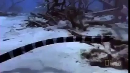 how eagles get their prey.