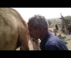 she-camel is being milked in Thar