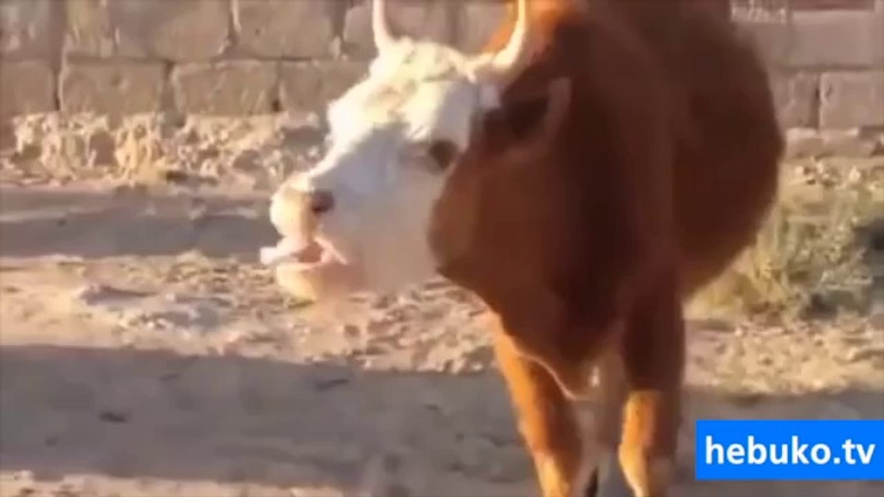 Bu inek çok dertli