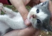 Adorable Kitten Enjoys a Cuddle