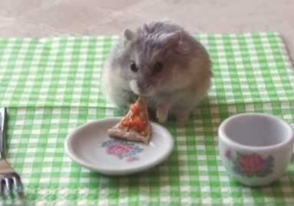 Tiny Hamster Eats a Tiny Pizza