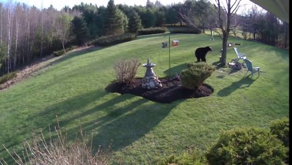 2 chiens attaquent un Ours! Bulldogs courageux!