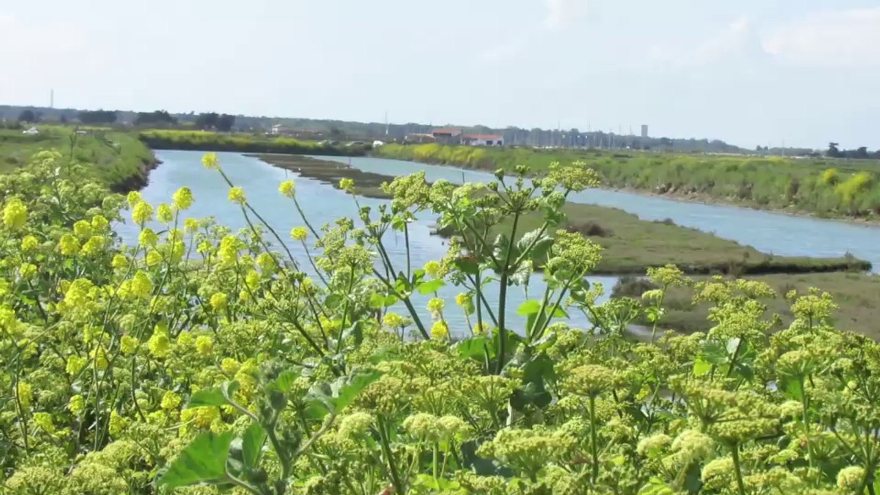 Ile de Ré - 2014