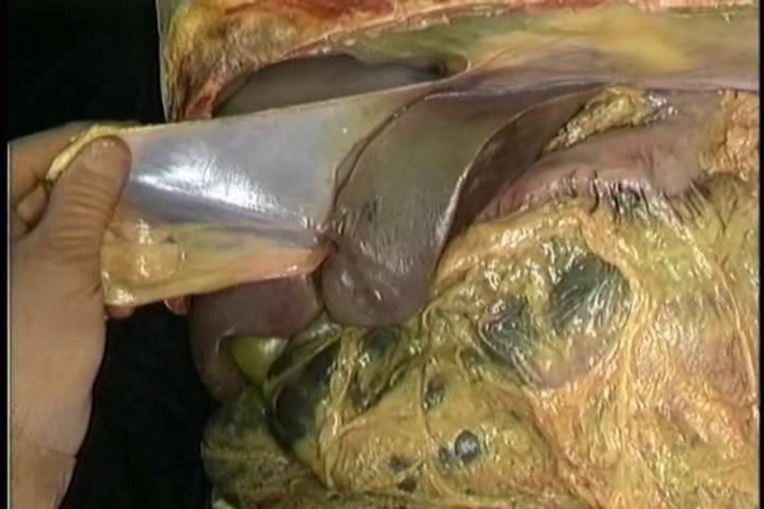 Human Anatomy Internal Organs & Reproductive System part 2