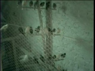 Canaris de jaque fife fancy