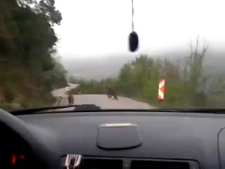 Yolda Ayı Gören Kastamonulular