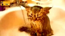 Cats and Dogs Just Don't Want to Bath Supercut Compilation _ 720p _ 2014 _ HD