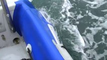 Great White Shark Attacks Inflatable Boat