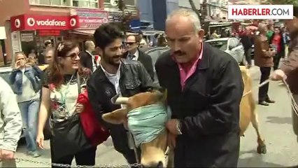 Mülkiyelilerin Geleneksel 'İnek' Yürüyüşü