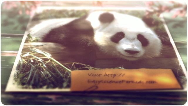 Video introduction about the FREE Panda Bears Worksheet for Kids