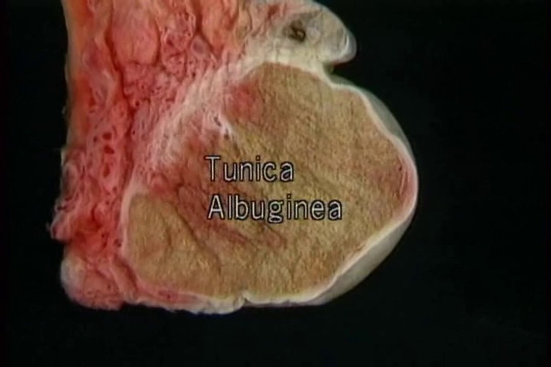 Human Anatomy Internal Organs & Reproductive System part 3