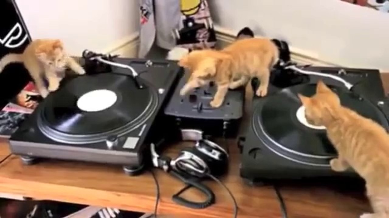 Chats DJ... les nouveaux David Getta sont là!