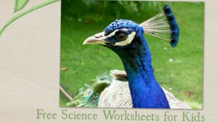 Video introduction about the FREE Peacock Worksheet for Kids