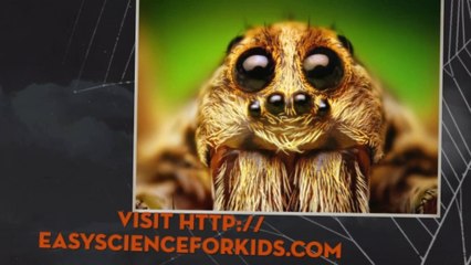 Video introduction about the FREE Spider Worksheet for Kids