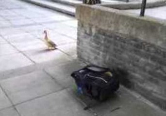 Ducklings Take a Leap of Faith in Dublin Campus